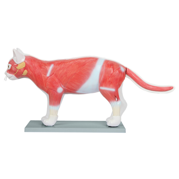 Anatomy Lab Domestic Feline Felis catus Anatomy Model