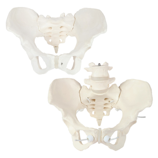 Axis Scientific Female Pelvis Set - Fixed and Articulating Anatomy Models