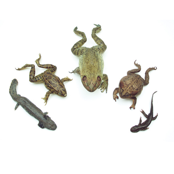 Anatomy Lab Amphibian Survey Set of Preserved Sepcimens representing four classes of Amphibians, three in the Order Anura: Rana catesbeiana (Bullfrog), Rana forerri (Grassfrog), Bufo marinus (Marine Toad), and two in the Order Caudata: Urodela - Ambystoma maculatum (Spotted Salamander) and Ambystoma tigrinum (Aquatic Salamander).