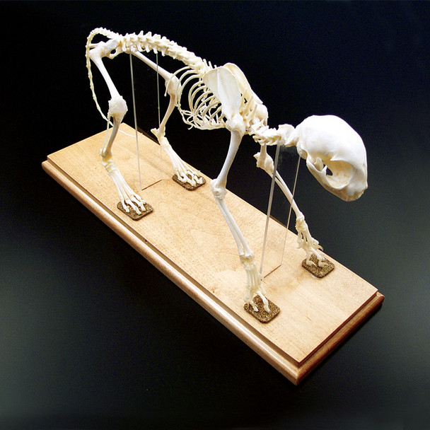 Anatomy Lab Cat (Felis catus) Real Bone Articulated Skeleton, Mounted with Cover