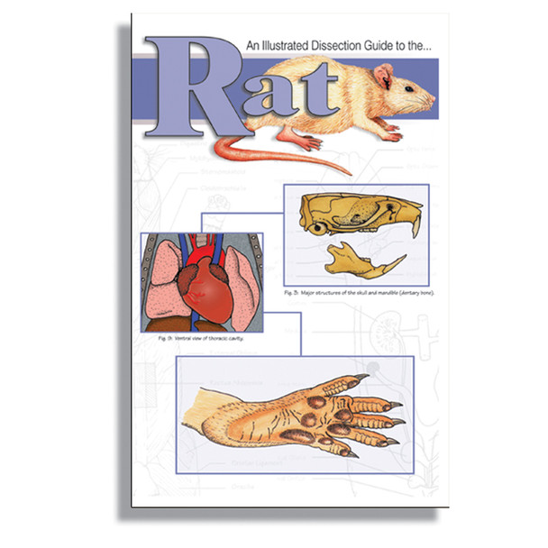 Anatomy Lab Rat Dissection Guide