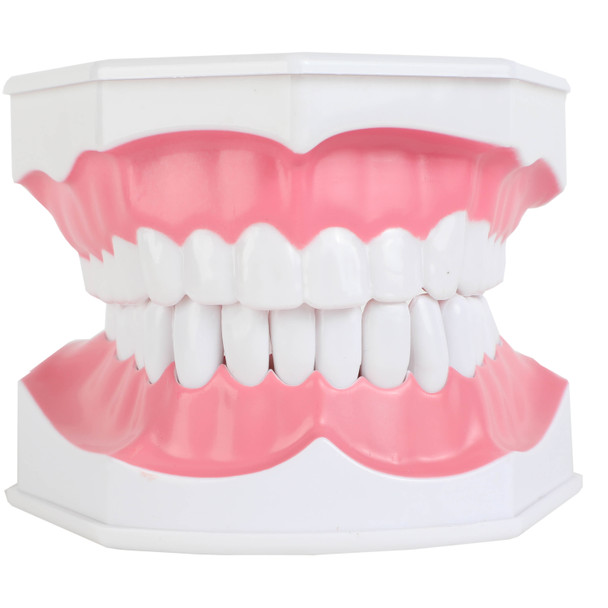 Axis Scientific Enlarged Teeth Care Model Front View