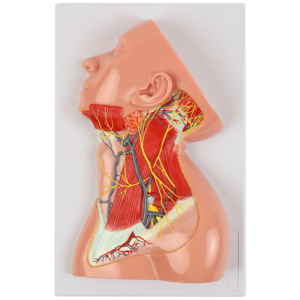 Axis Scientific Human Neck with Muscles, Nerves, and Blood Vessels Anatomy Model Overview