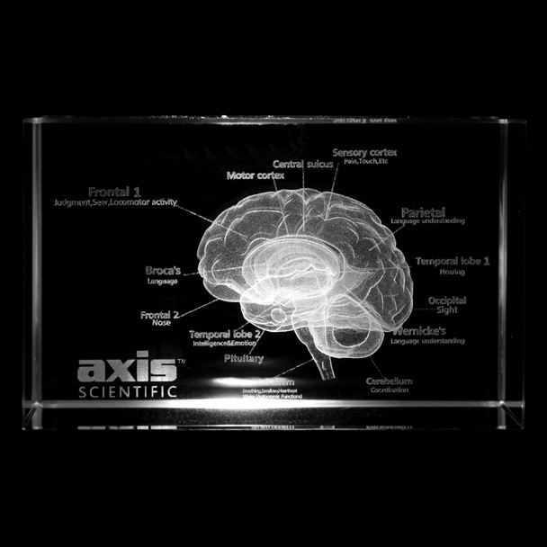 Axis Scientific 3D Etched Glass Human Brain Model - Front View