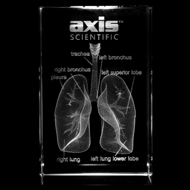Axis Scientific 3D Etched Glass Human Pulmonary Model - Frontal View Including Right Bronchus, Peura, Trachea, Left Superior Lobe, Left Lung Lower Lobe, and Left Bronchus