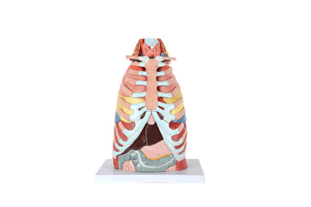 Axis Scientific 15-Part Laryngeal Cardiopulmonary Anatomy Model - Animation Featuring all 15 Parts of the Model Being Assembled and Disassembled.