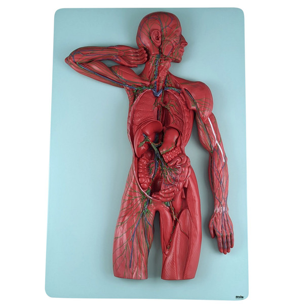 Axis Scientific Human Lymphatic System
