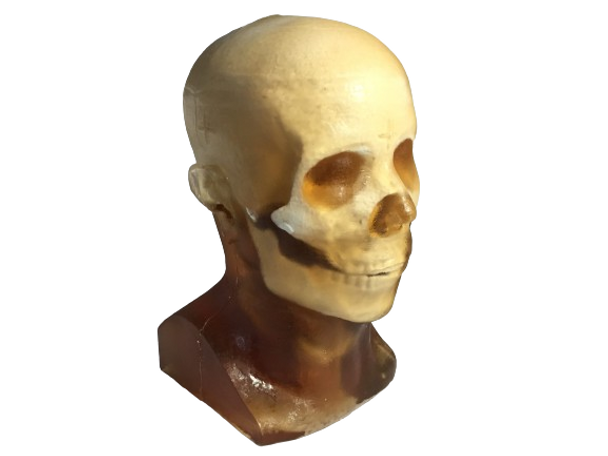 Static Adult Male Head Phantom Model