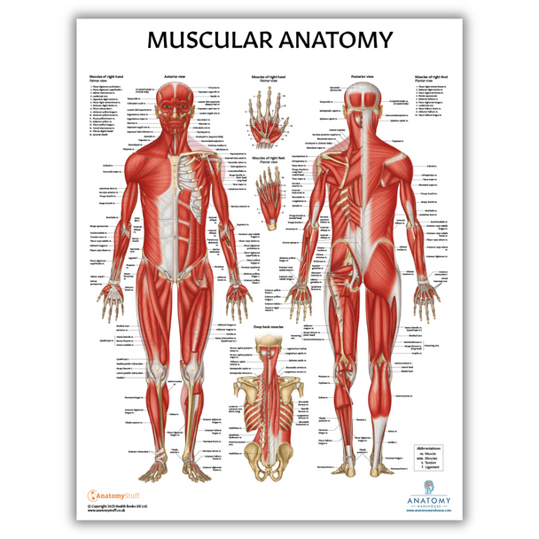 Anatomy Lab Muscular System Laminated Poster