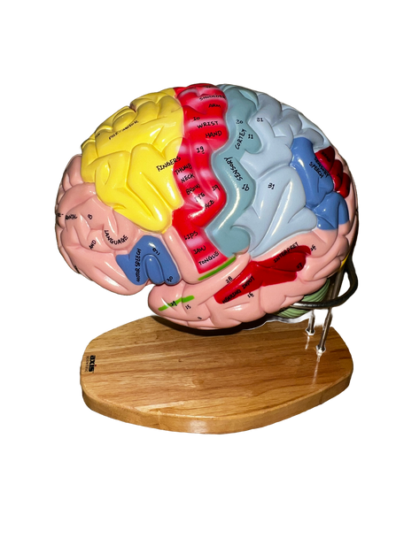 Outer view of brain