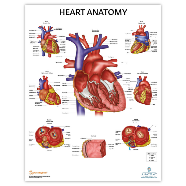 The Anatomy Lab Heart Anatomy Laminated Poster