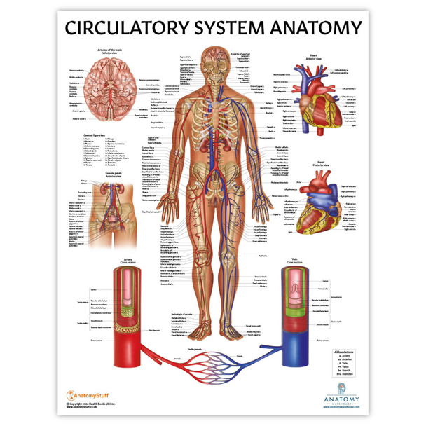 The Anatomy Lab Circulatory System Laminated Poster