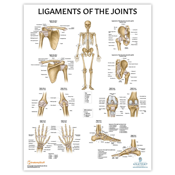 The Anatomy Lab Ligaments of the Joints Laminated Poster