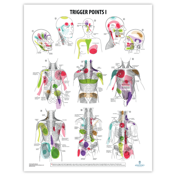 The Anatomy Lab Trigger Points I Laminated Poster