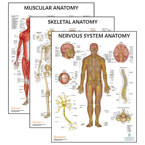 The Anatomy Lab Skeletal, Muscular, and Nervous System Laminated Poster Set