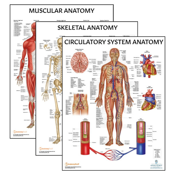 The Anatomy Lab Skeletal, Muscular, and Circulatory System Laminated Poster Set