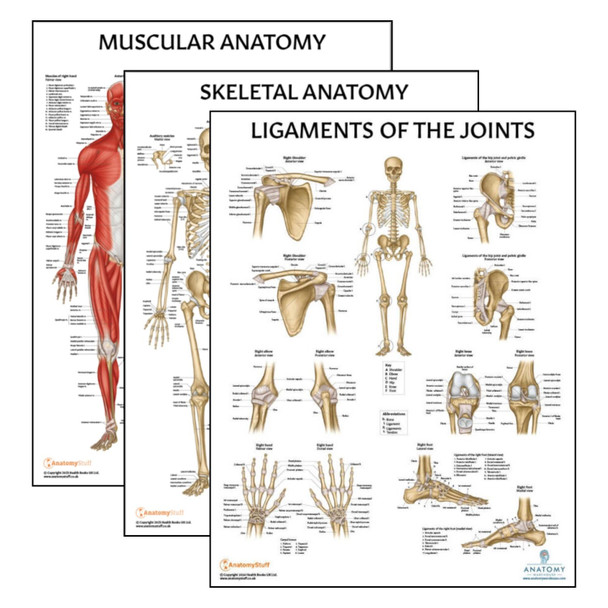 The Anatomy Lab Skeletal and Muscular System with Ligaments of the Joints Laminated Poster Set