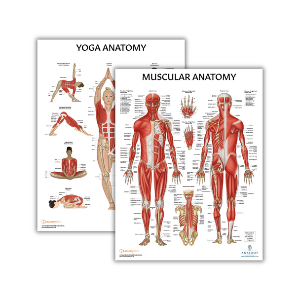 The Anatomy Lab Muscular System and Yoga Fitness Laminated Poster Set