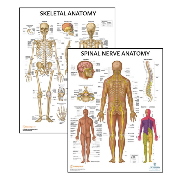 The Anatomy Lab Skeletal System and Spinal Nerves Laminated Poster Set