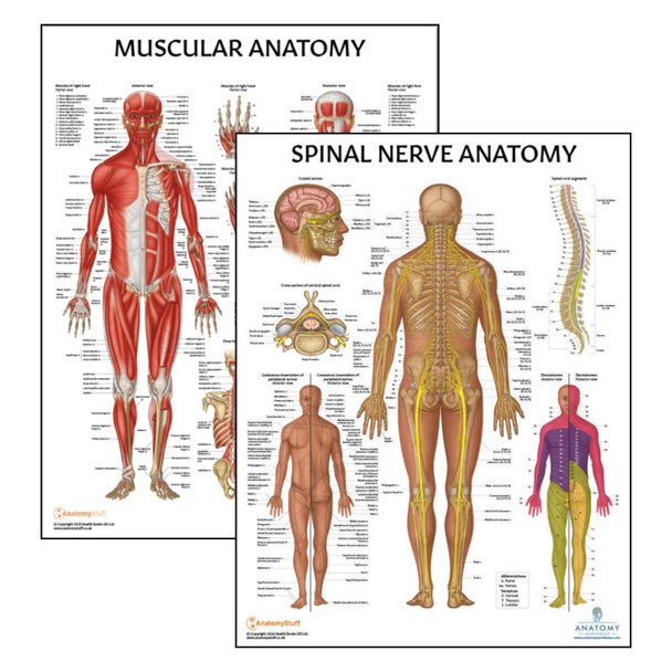 The Anatomy Lab Muscular System and Spinal Nerves Laminated Poster Set