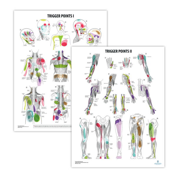 The Anatomy Lab Trigger Points I & II Laminated Poster Set