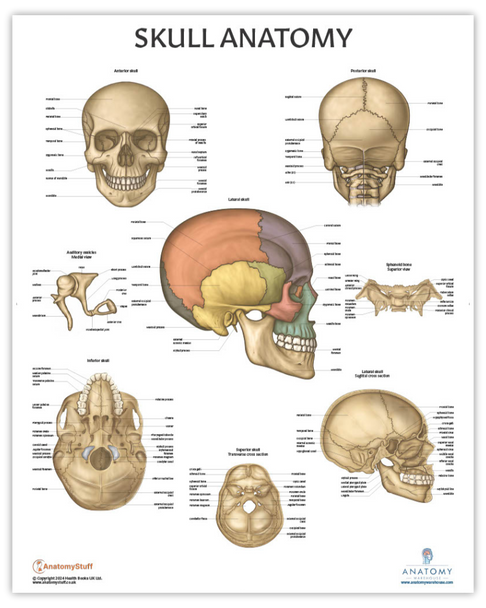 The Anatomy Lab Human Skull Anatomy Laminated Poster
