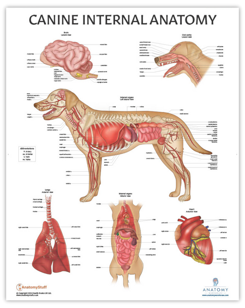 The Anatomy Lab Canine Internal Anatomy Laminated Poster