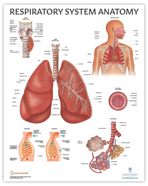 The Anatomy Lab Human Respiratory System Laminated Poster