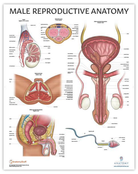 The Anatomy Lab Human Male Reproductive System Laminated Poster