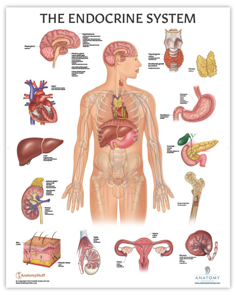 The Anatomy Lab Human Endocrine System Laminated Poster