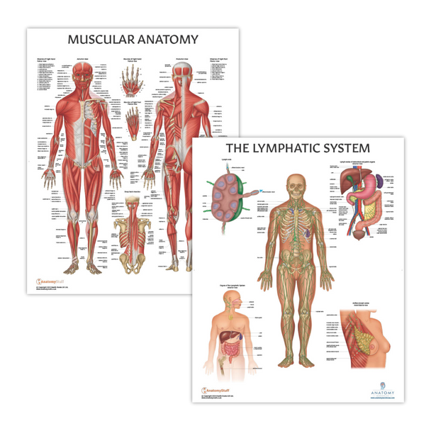 The Anatomy Lab Muscular System and Lymphatic System Laminated Poster Set