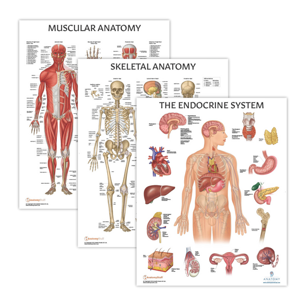 The Anatomy Lab Muscular, Skeletal, and Endocrine System Laminated Poster Set