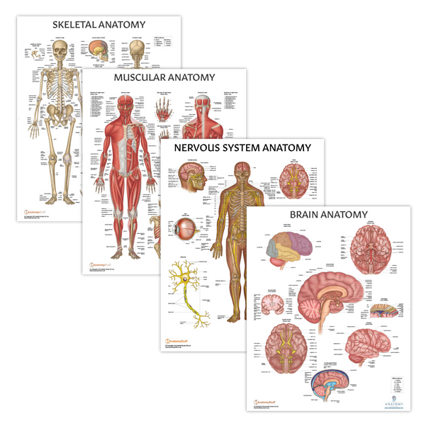 The Anatomy Lab Muscular, Skeletal, Nervous Systems and Human Brain Anatomy Laminated Poster Set