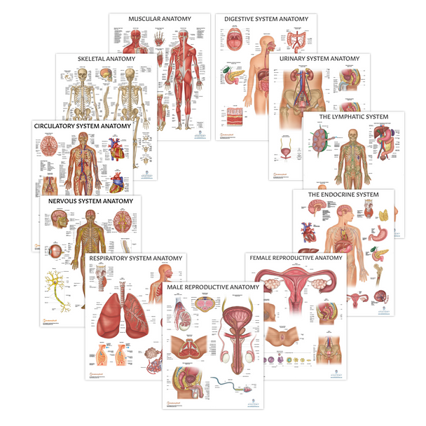 The Anatomy Lab Human Body Systems Laminated Poster Set