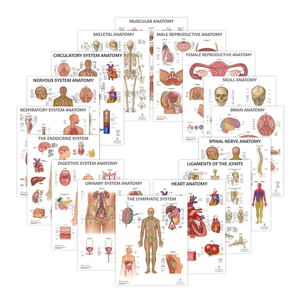 The Anatomy Lab Human Anatomy Laminated Poster Set