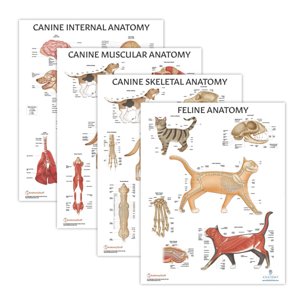 The Anatomy Lab Feline and Canine Anatomy Laminated Poster Set