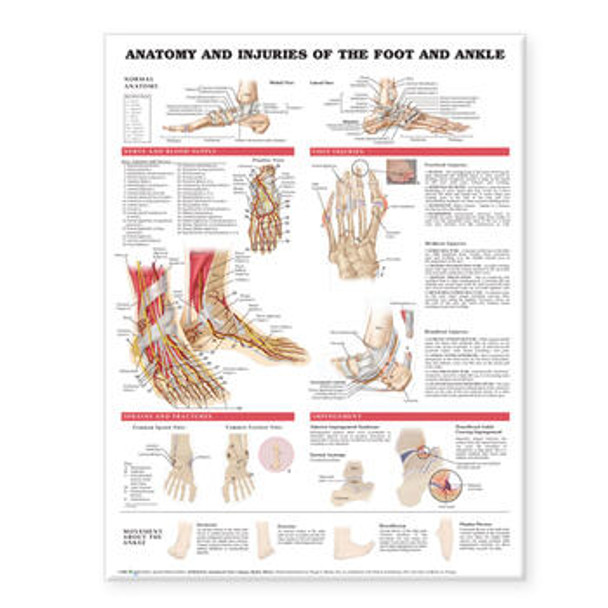 Anatomy And Injuries Of The Foot And Ankle Chart