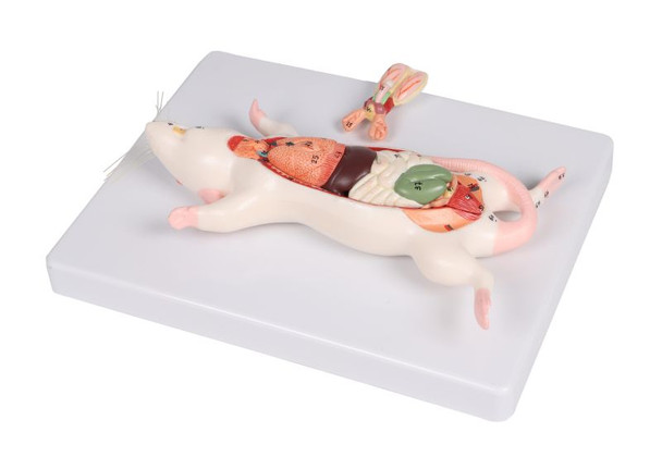 Rat Dissection Model