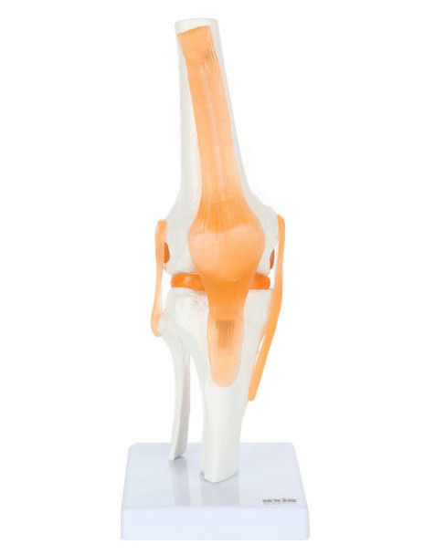 Axis Scientific Functional Knee Joint front view of knee