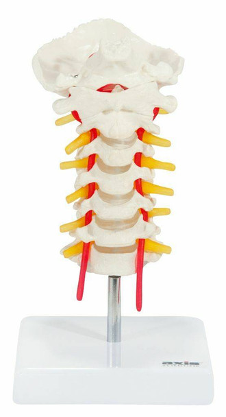 Axis Scientific Cervical Vertebral Column with Spinal Nerves and Arteries up close