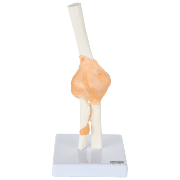 Axis Scientific Human Elbow Joint with Functional Ligaments Anatomy Model Overview