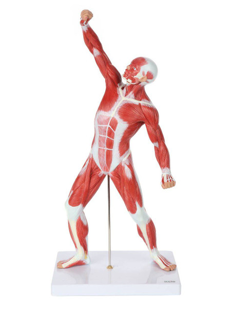 Axis Scientific Miniature Human Muscular Figure Anatomy Model Front Side View