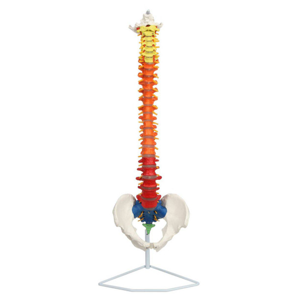 Axis Scientific Didactic Premium Flexible Vertebral Column