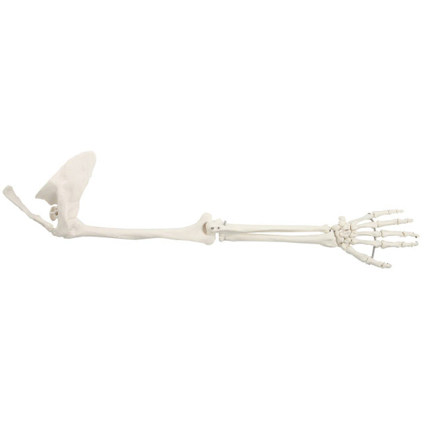 Axis Scientific Life-Size Human Arm Skeleton with Clavicle, Scapula, and Articulated Hand Anatomy Model Overview