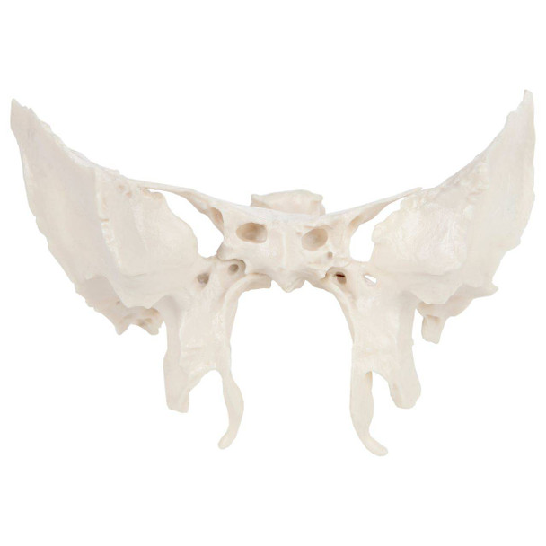 Axis Scientific Sphenoid Bone