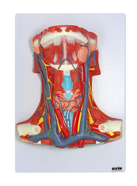 Axis Scientific Neck and Throat Model with Muscles, Veins and Arteries top down view