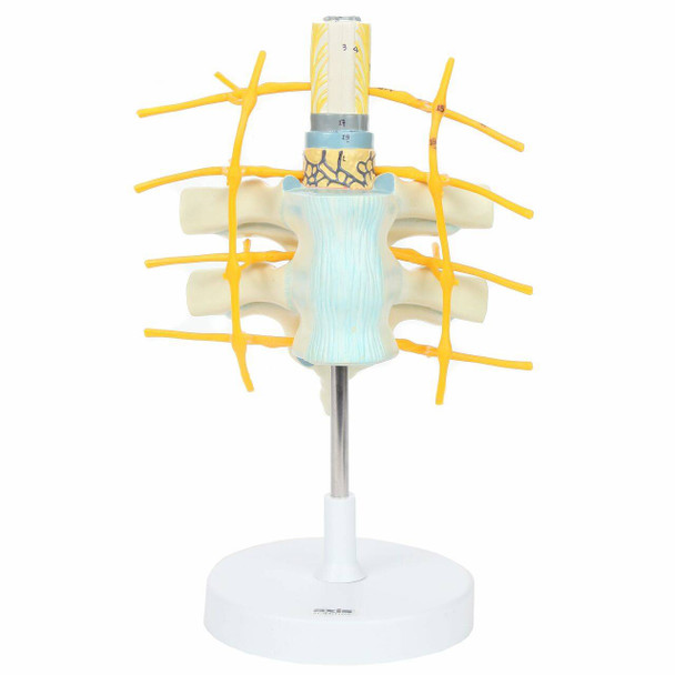 Axis Scientific Thoracic Vertebrae with Enlarged Spinal Cord