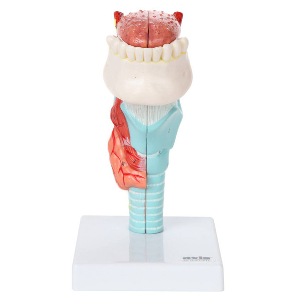 Axis Scientific 5-Part Larynx and Tongue Model