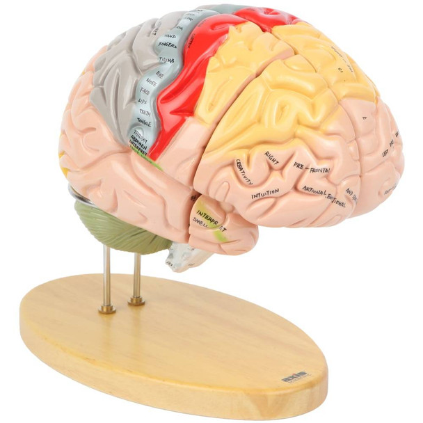 Axis Scientific 1.5 Times Life-Size Deluxe 4-Part Brain