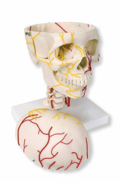 Neurovascular Skull Anatomy Model